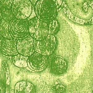 岸田真理子 「ぶどう音楽」